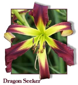 Dragon Seeker daylily