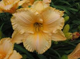 Earth Angel daylily