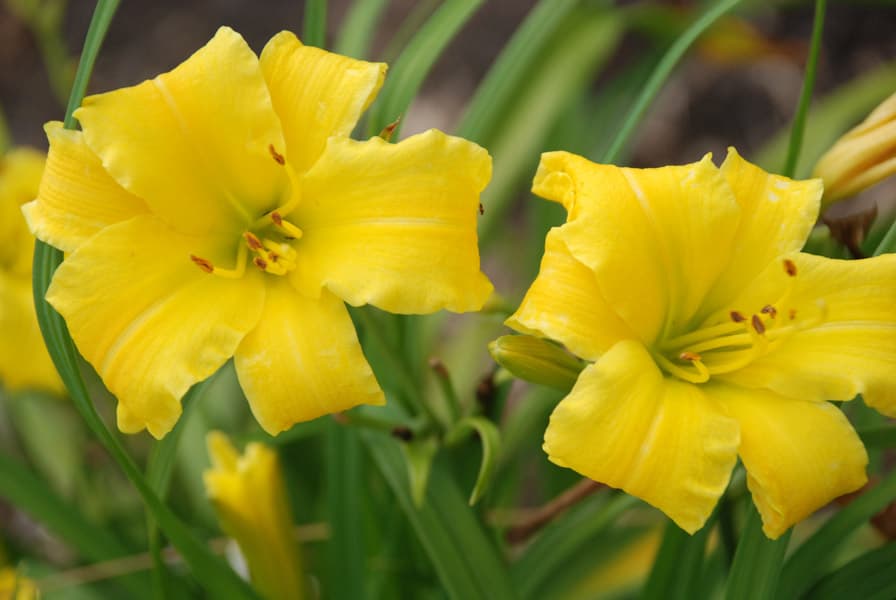 Eenie Weenie daylily
