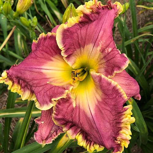 El Shaddai daylily
