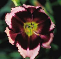 Elderberry Candy daylily