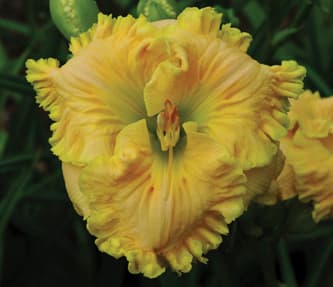 Eloquent Cay daylily