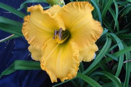 Endless Summer daylily