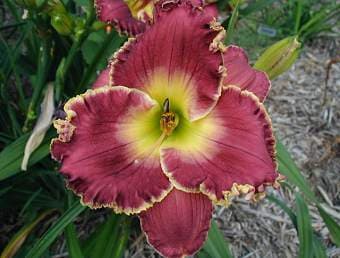 Enduring Freedom daylily