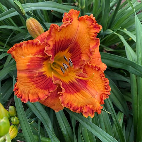 Euphoric daylily