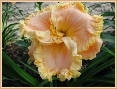Eveln Kloeria daylily