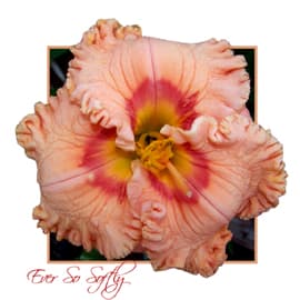 Ever So Softly daylily