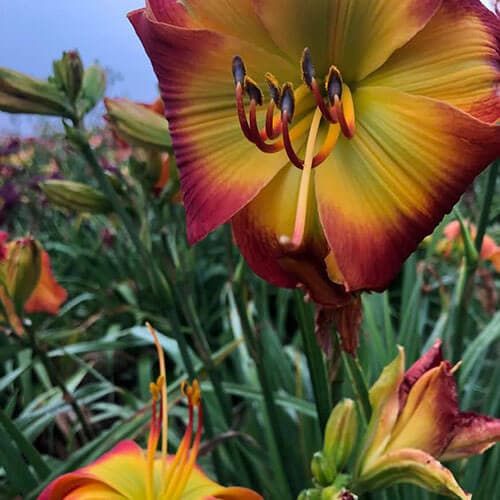 Evidence Of Aliens daylily