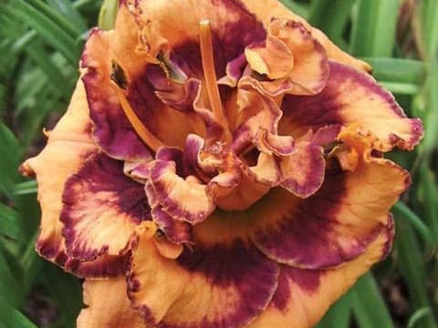 Exploded Pumpkin daylily