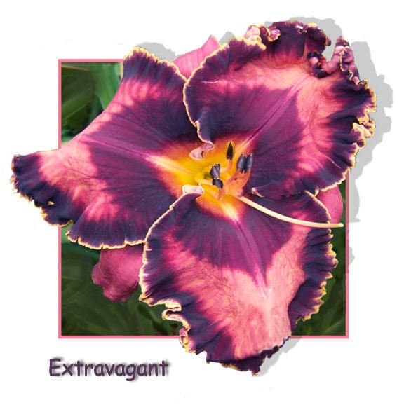 Extravagant daylily