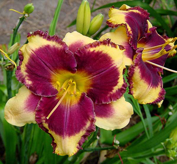 Eye On America daylily