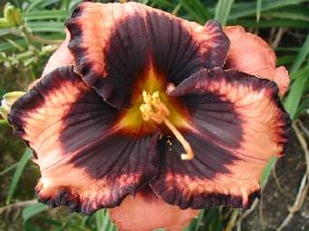 Eyes On The Prize daylily