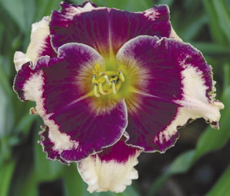 Facepaint daylily