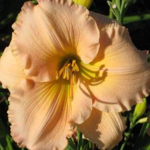 Fairytale Pink daylily