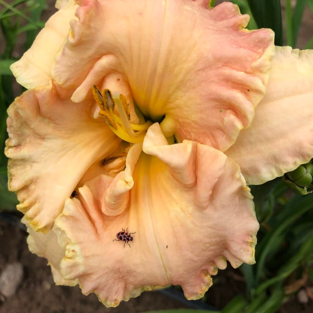 Faith Healer daylily