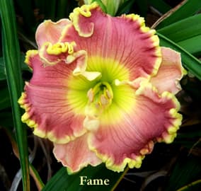Fame daylily