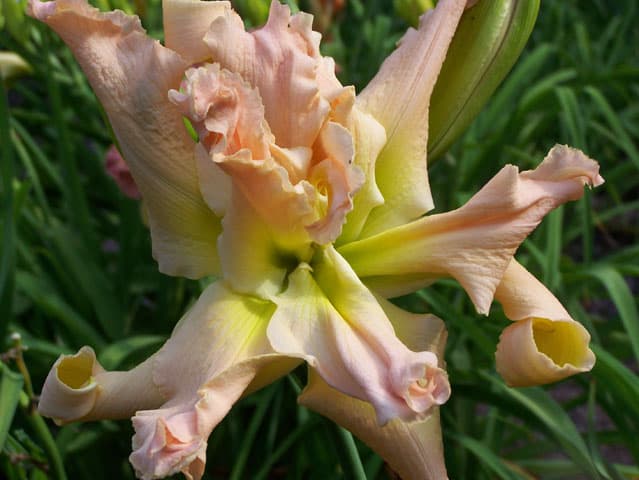 Fashion Leader daylily