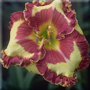 Fashion Police daylily