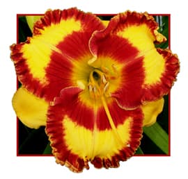 Fashion Rings daylily