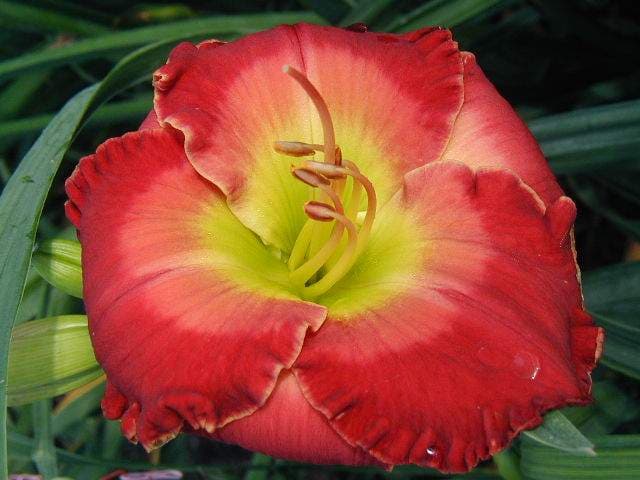 Fear Not daylily
