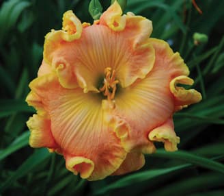 Fiji daylily