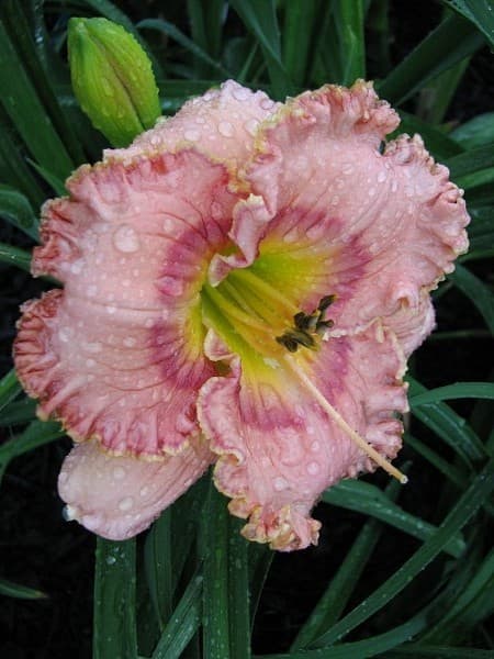 Filipina Bride daylily
