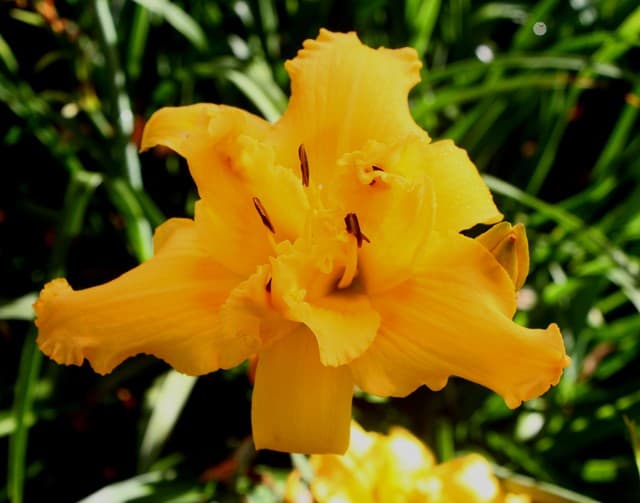 Fingers of Faith daylily