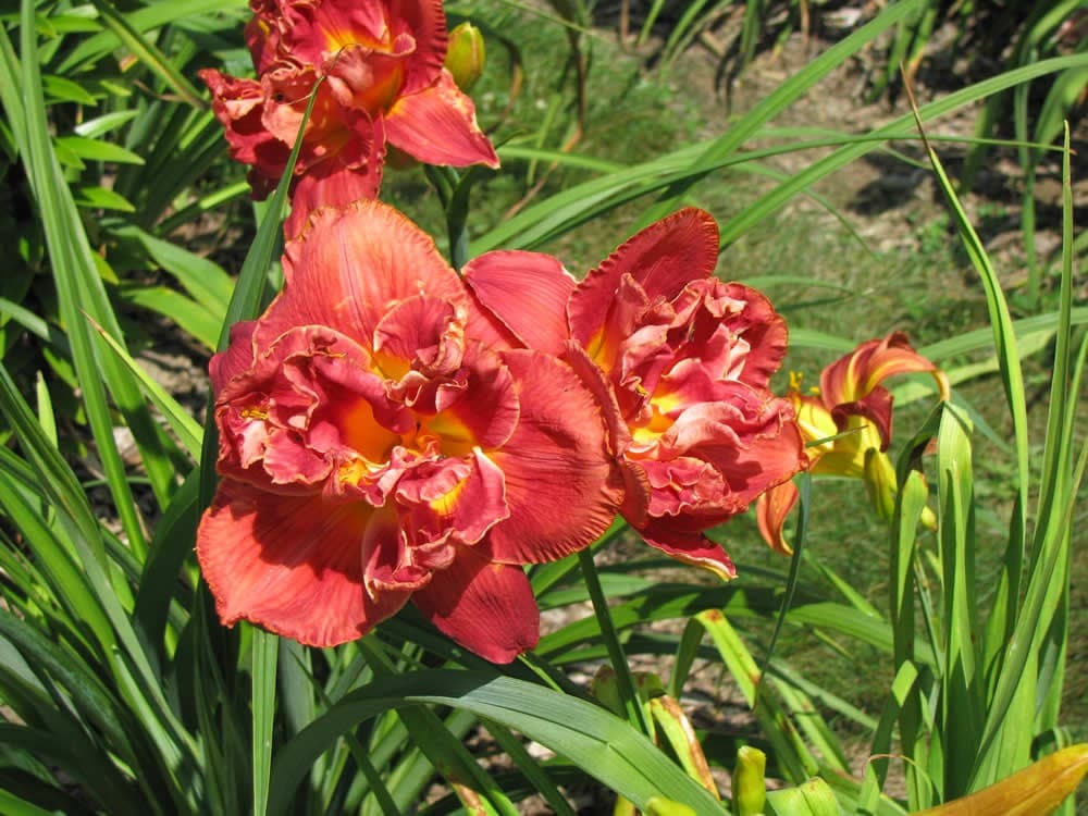 Fire Breathing Dragon daylily