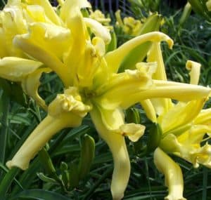 Firefly Frenzy daylily