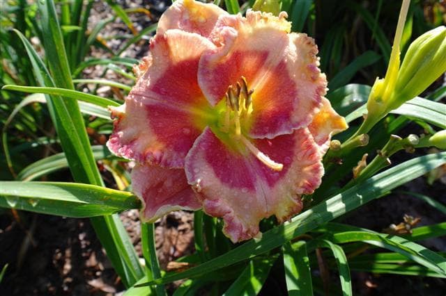 First Crush daylily