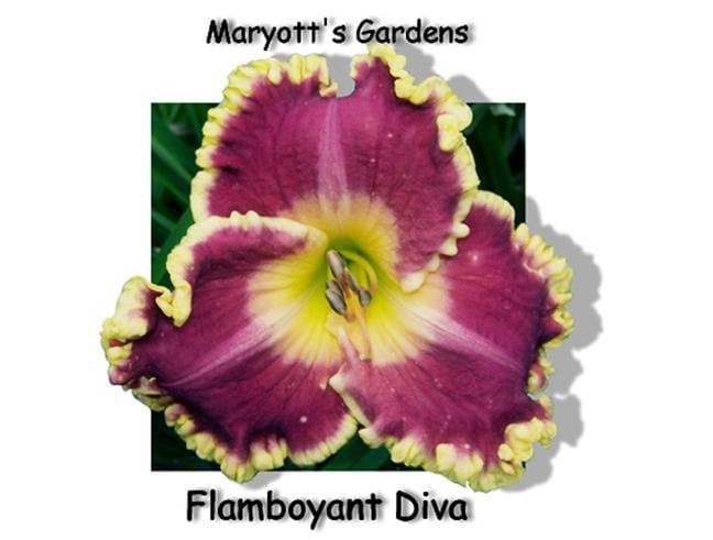 Flamboyant Diva daylily