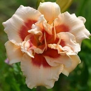 Forty Second Street daylily