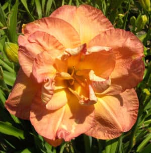 Francis Joiner daylily