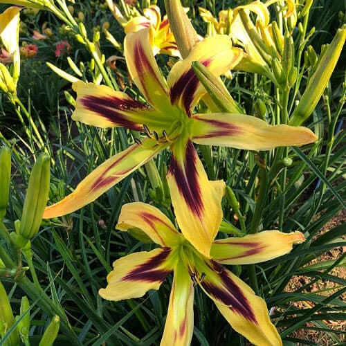 Free Wheelin daylily