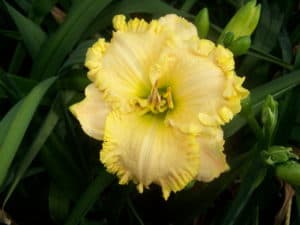 Front Porch Swing daylily