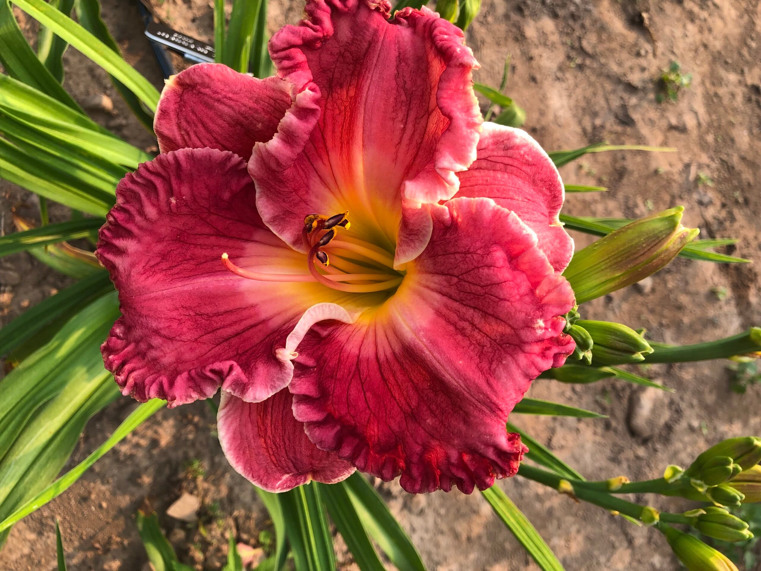 Fully Blessed daylily
