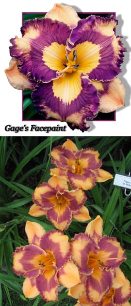 Gage's Facepaint daylily