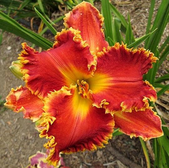 Gasping For Breath daylily