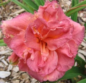 Giggling Glory daylily