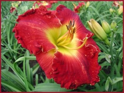Glory In Red daylily