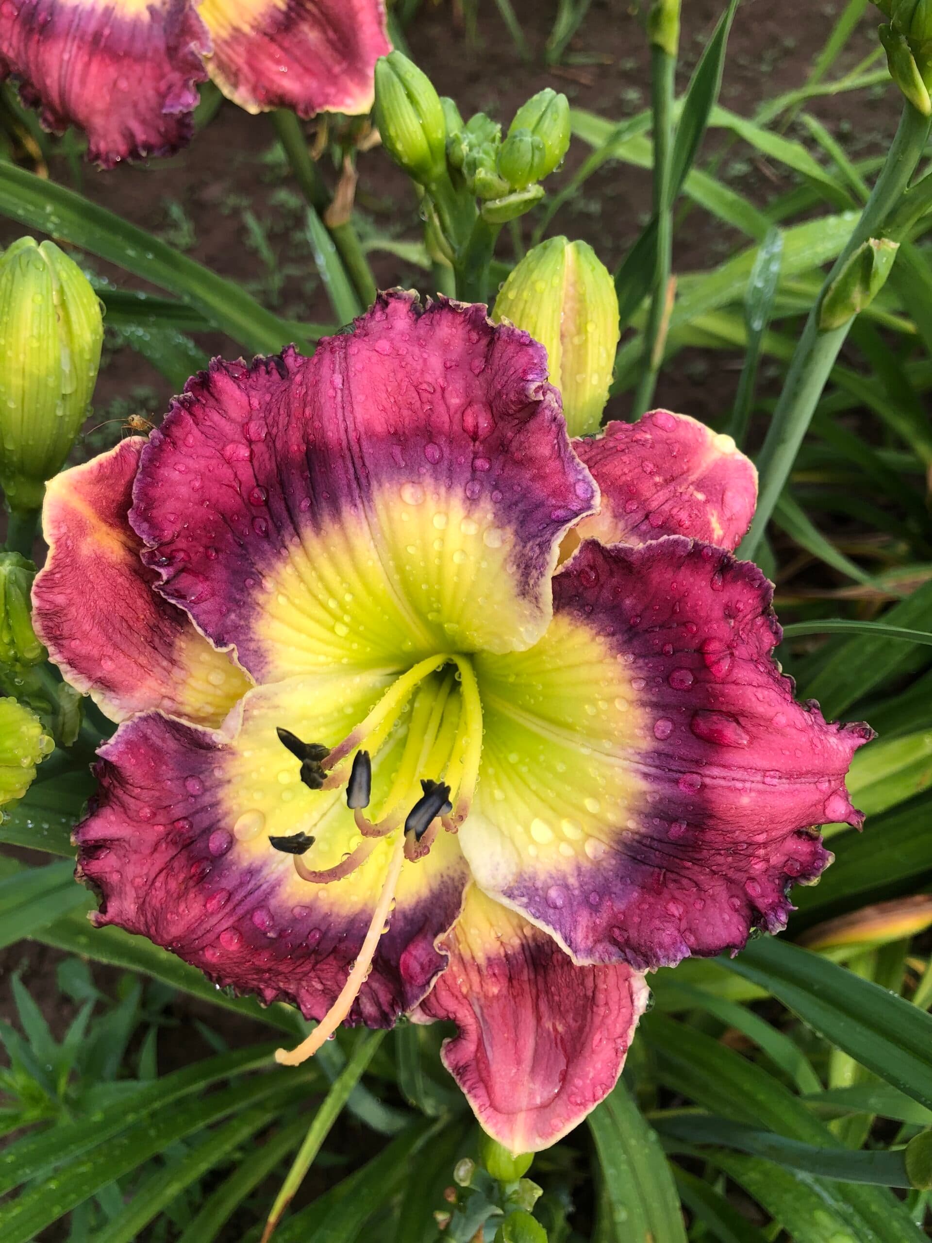 Glowing Orbits daylily