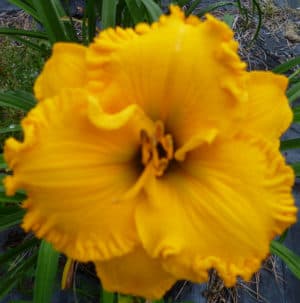 Gold Kissed daylily