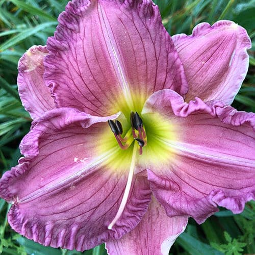 Good Intentions daylily