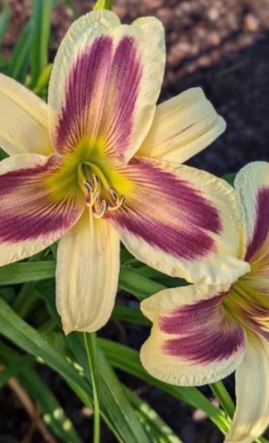 Goose Feathers daylily