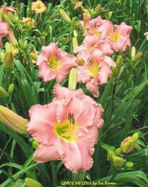 Grace My Love daylily