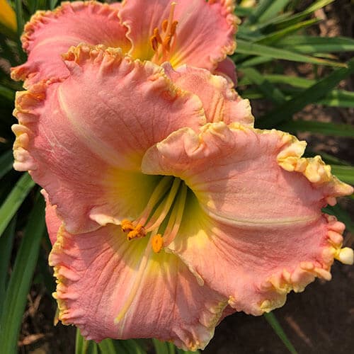 Grandma's Smile daylily