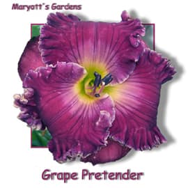 Grape Pretender daylily
