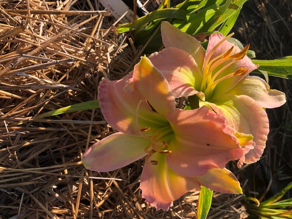 Great Auntie Rose daylily