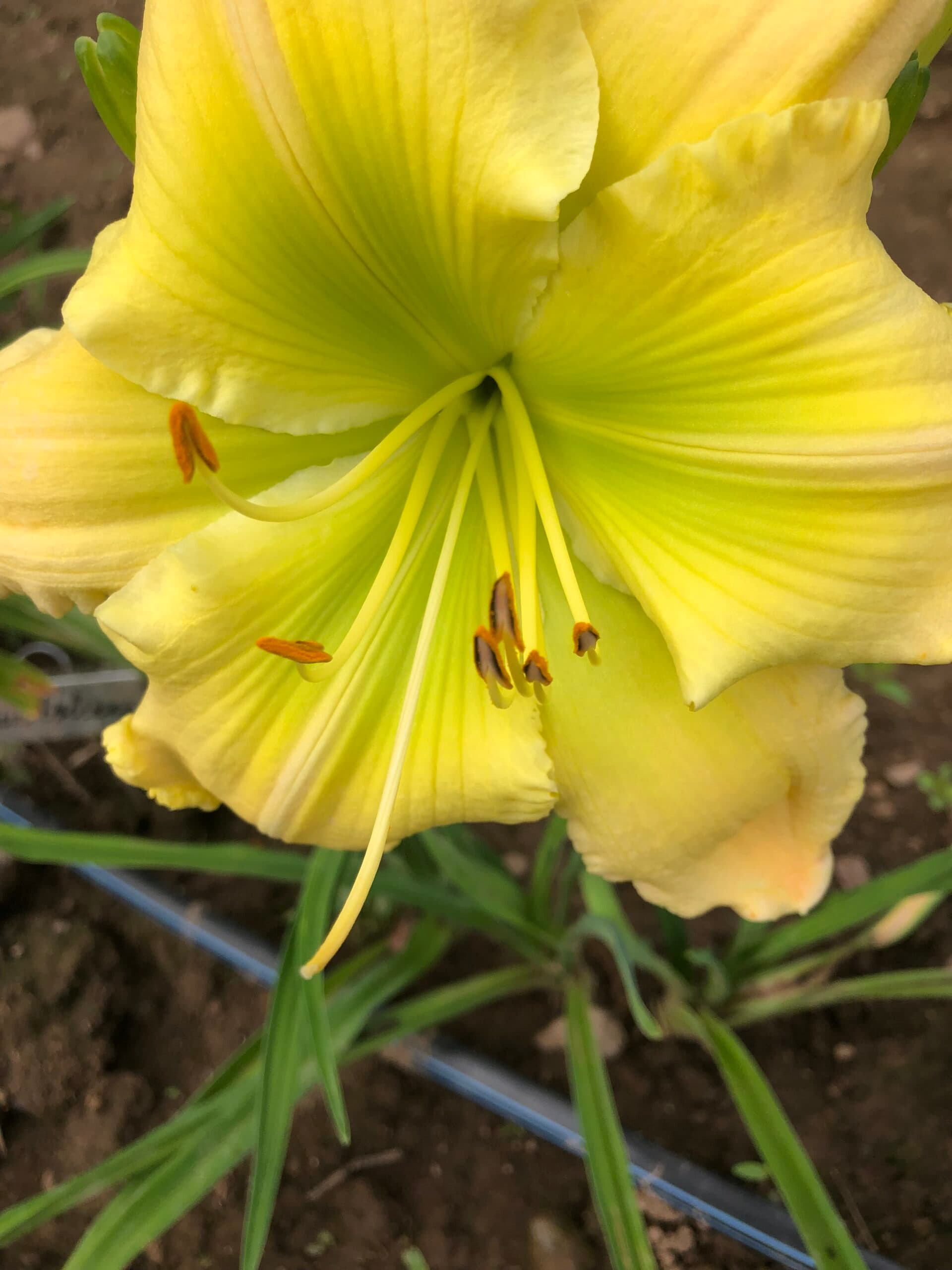 Green Bouquet daylily