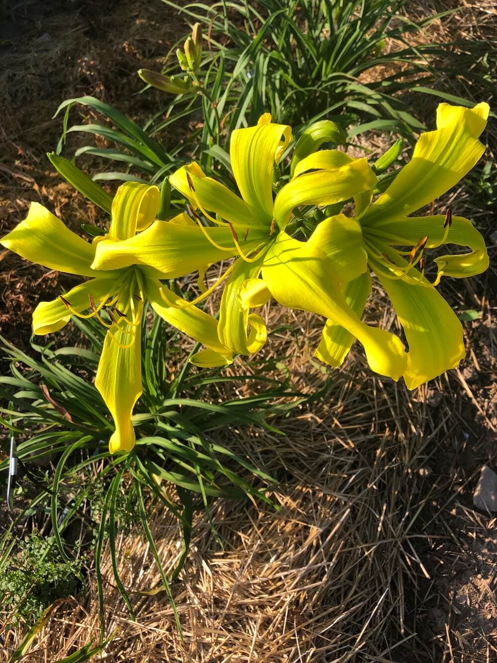 Green Inferno daylily
